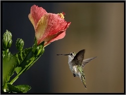 Koliber, Kwiatek